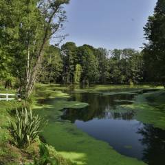 L’étang de Vaugrigneuse