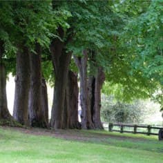 Un groupe d’arbres centenaires au bord du petit pont de la Prédecelle.