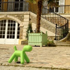 Un des chiens de la maison vous accueille.