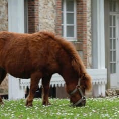 Le poney, un autre habitant qui viendra parfois vous saluer.