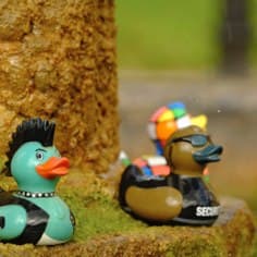 Les canards de la fontaine de la cour d’honneur.