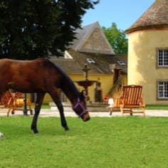 Le cheval est roi ici à Vaugrigneuse.