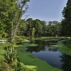 L’étang de Vaugrigneuse